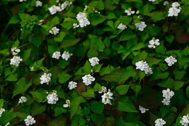 DSC_4240-2.jpg