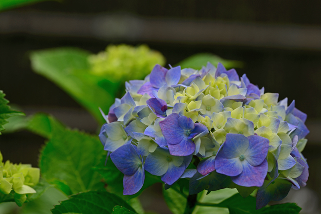 DSC_4242-2.jpg