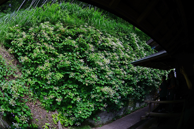 DSC_4256-2.jpg