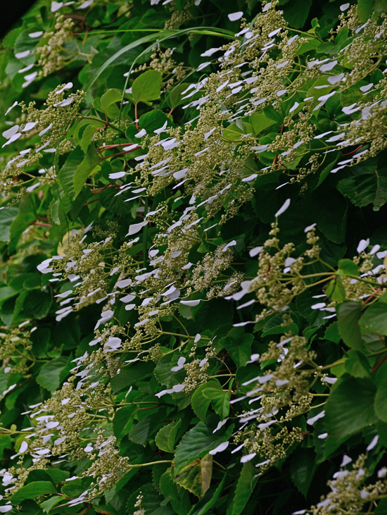 DSC_4285-2.jpg