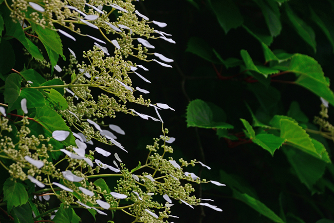 DSC_4296-2.jpg