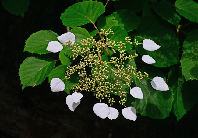 DSC_4307-2.jpg