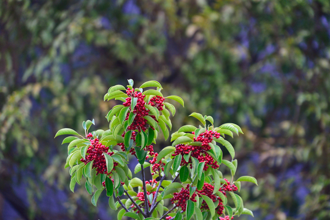 DSC_4312-2.jpg