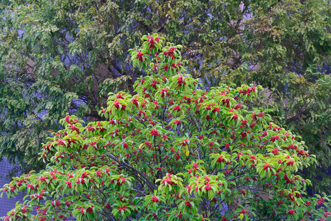 DSC_4316-2.jpg