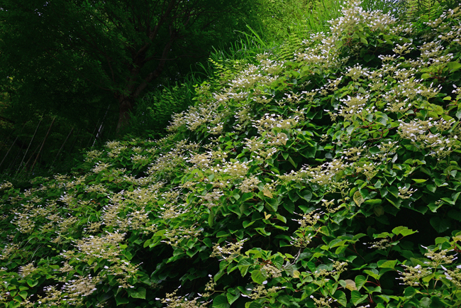 DSC_4316-2.jpg