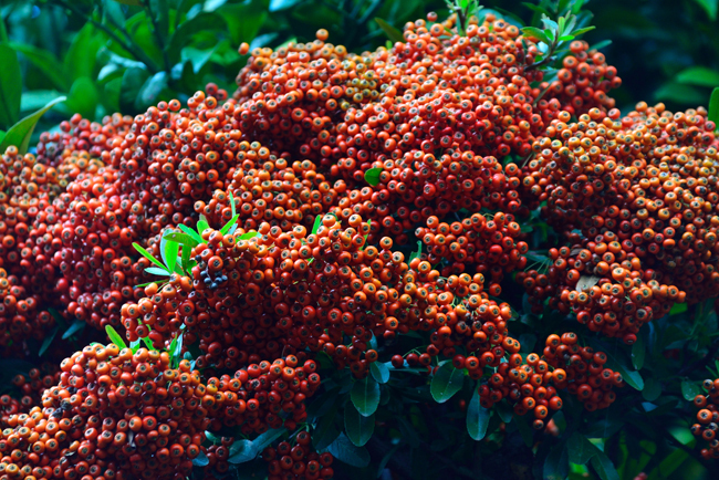 DSC_4318-2.jpg