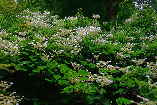 DSC_4321-2.jpg
