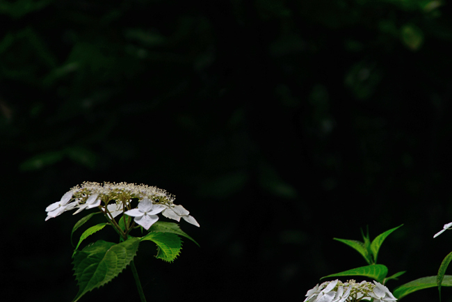 DSC_4354-2.jpg