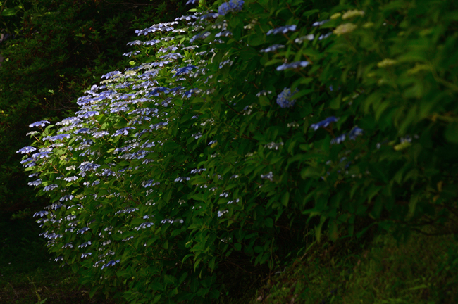 DSC_4379-2.jpg