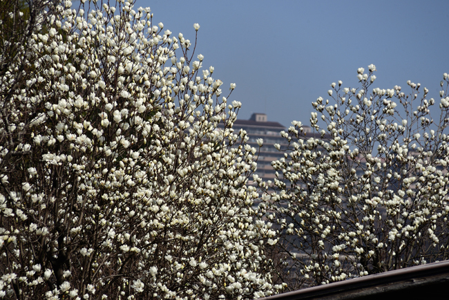 DSC_4461-2.jpg