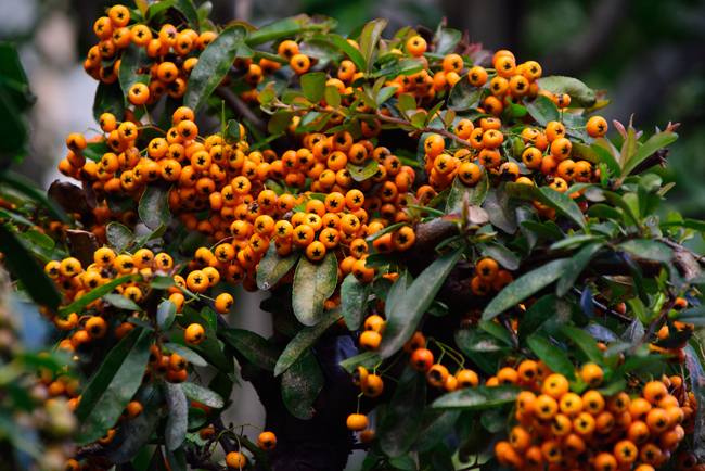 DSC_4469-2.jpg