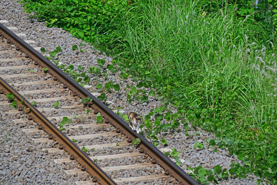 DSC_4490-2.jpg