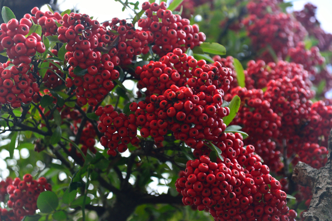 DSC_4512-2.jpg