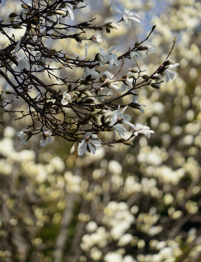 DSC_4521-2.jpg