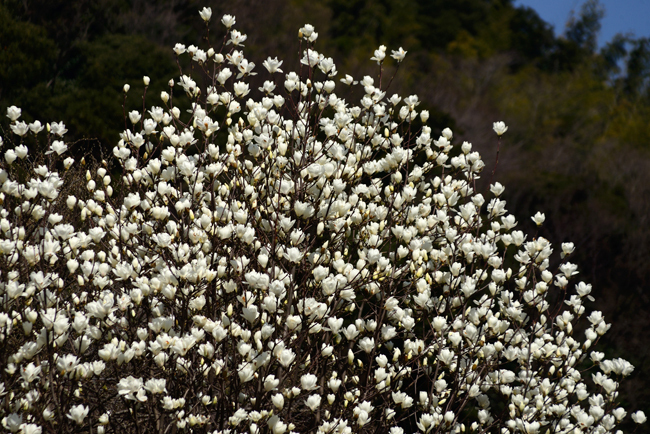 DSC_4608-2.jpg