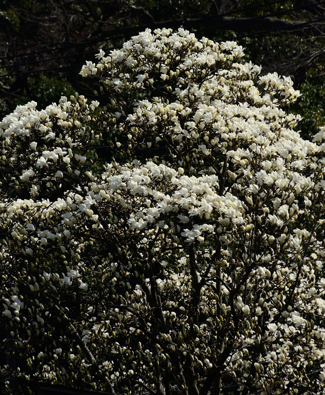 DSC_4626-2.jpg