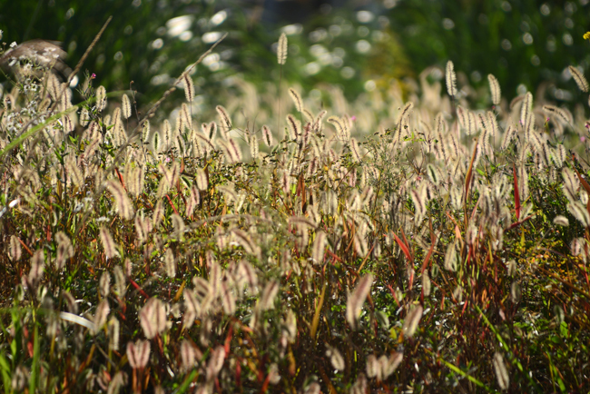 DSC_4858-2.jpg