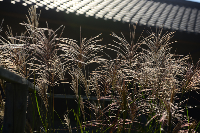 DSC_4875-2.jpg