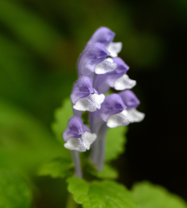 DSC_5044-2.jpg