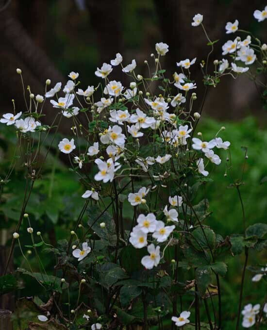 DSC_5047-2.jpg