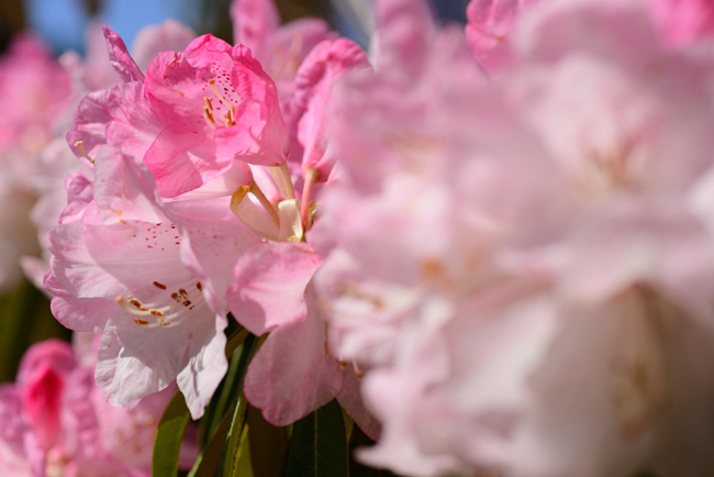 DSC_5077-2.jpg
