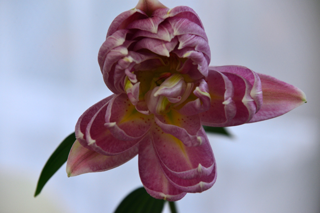 DSC_5126-2.jpg