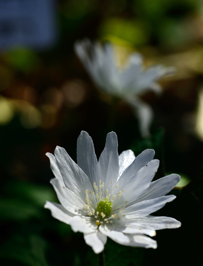 DSC_5136-2.jpg