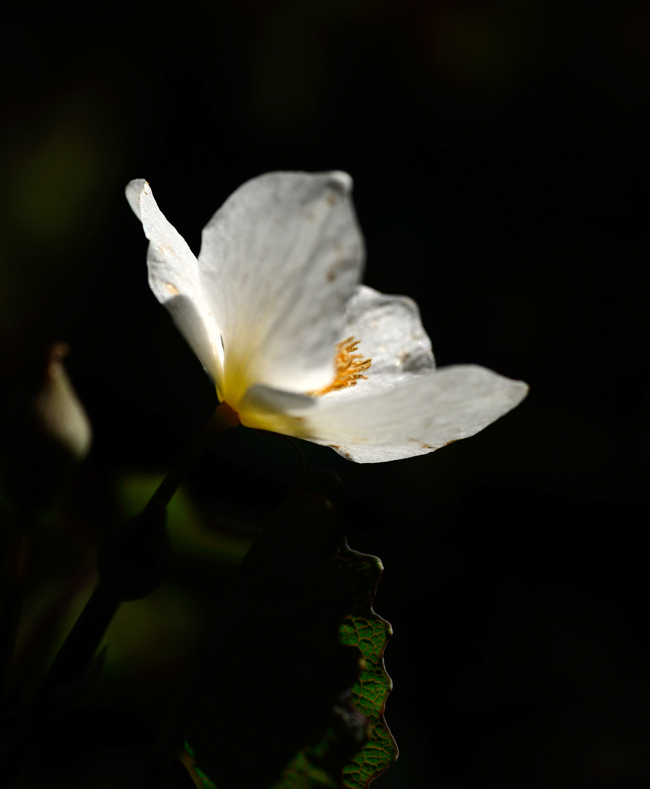 DSC_5148-2.jpg