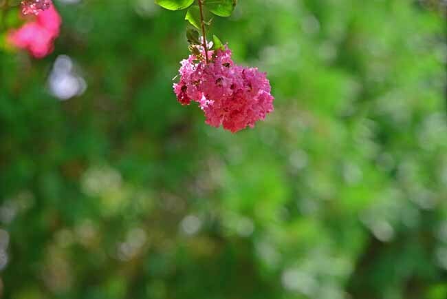 DSC_5202-2.jpg