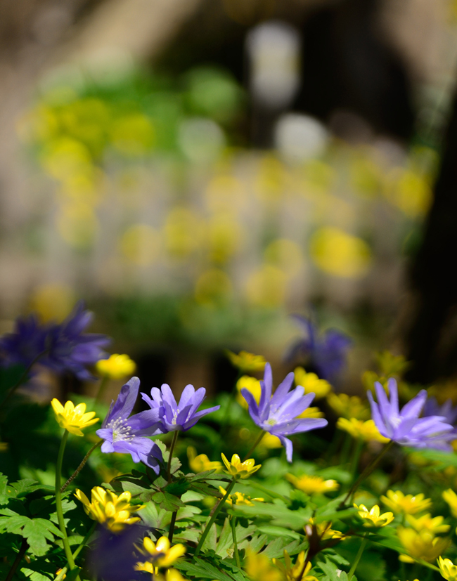 DSC_5212-2.jpg