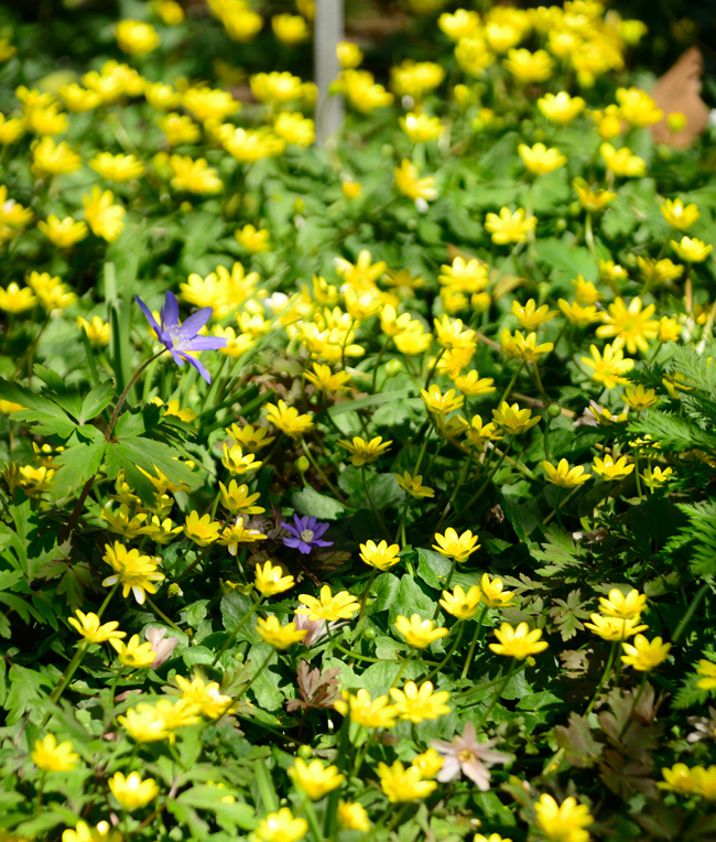 DSC_5225-2.jpg
