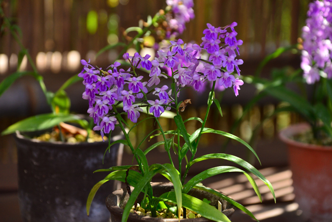 DSC_5244-2.jpg