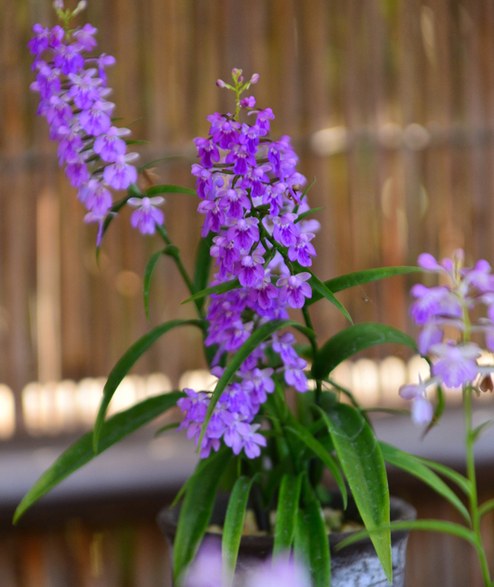 DSC_5249-2.jpg
