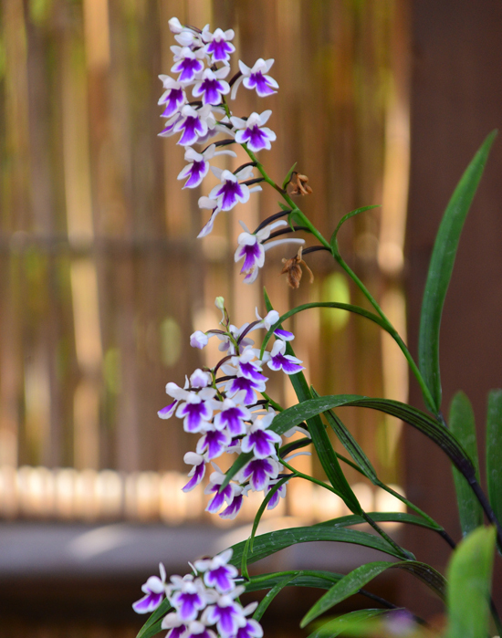 DSC_5254-2.jpg
