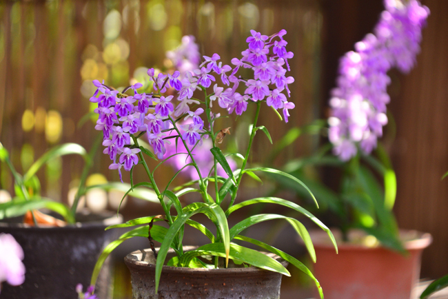DSC_5258-2.jpg