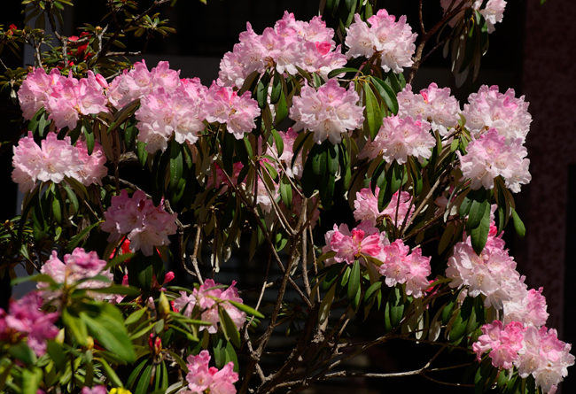 DSC_5274-2.jpg