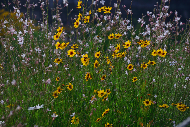 DSC_5311-2.jpg
