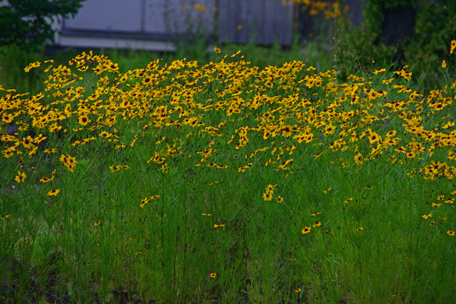 DSC_5316-2.jpg