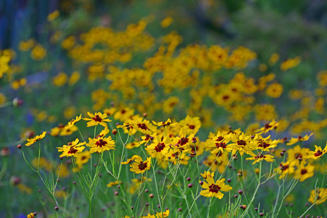 DSC_5341-2.jpg