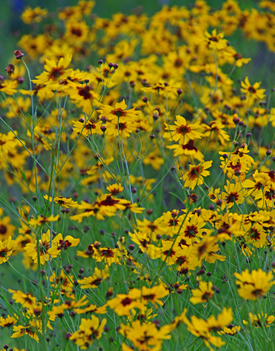 DSC_5343-2.jpg
