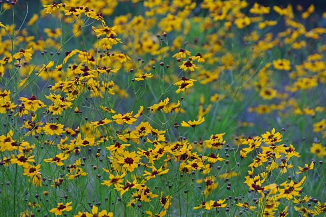 DSC_5350-2.jpg