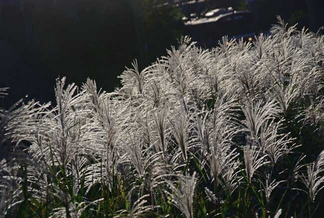 DSC_5597-2.jpg