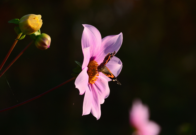 DSC_5626-2.jpg