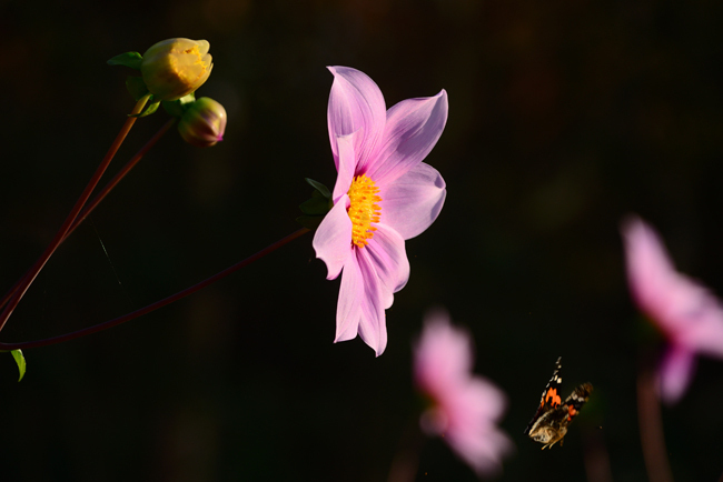 DSC_5628-2.jpg