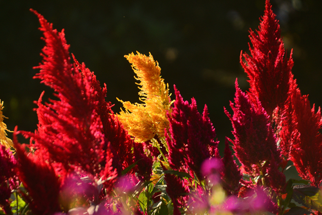 DSC_5637-2.jpg