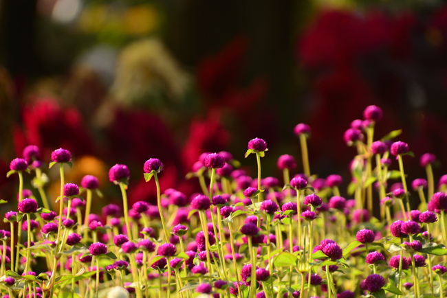 DSC_5641-2.jpg