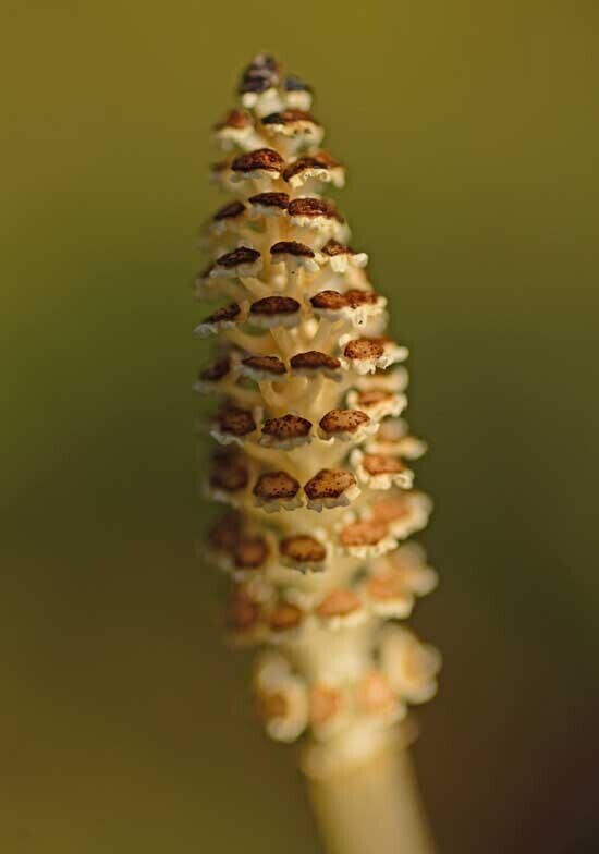 DSC_6010-3.jpg
