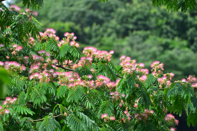 DSC_6145-2.jpg