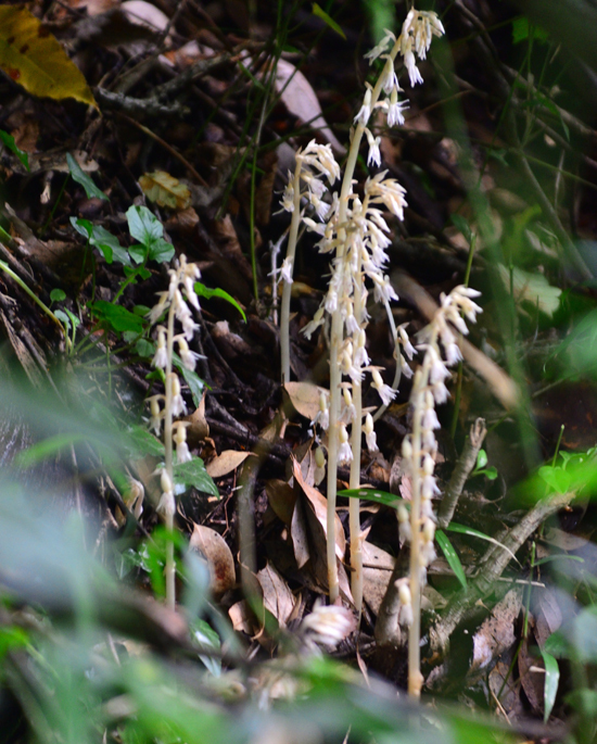 DSC_6215-2.jpg