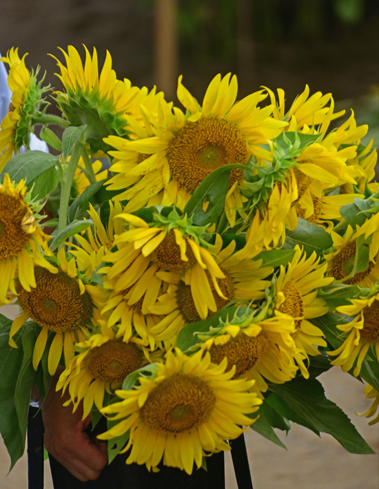 DSC_6565-2.jpg